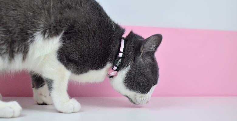 Dashi Coleira Gato Stripes³ - Pink & Black