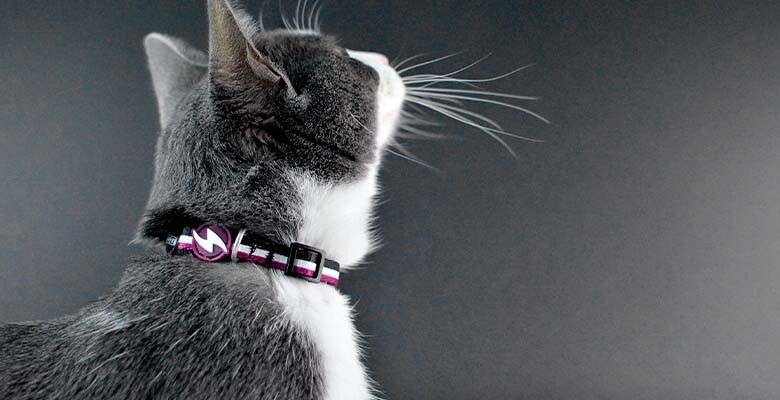 Dashi Coleira Gato Stripes³ - Purple & Black