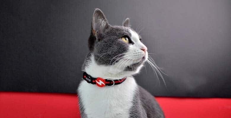Dashi Coleira Gato Stripes³ - Red & Black