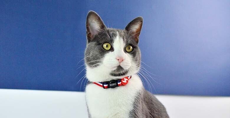 Dashi Coleira Gato Stripes³ - Red & Blue