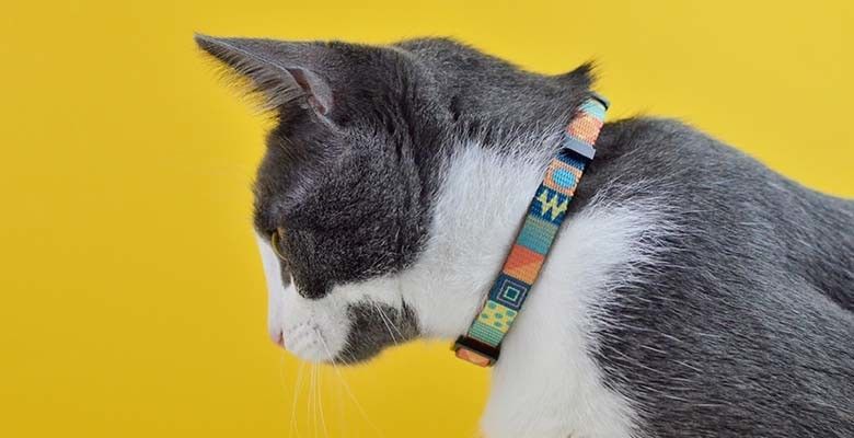 Dashi Coleira Gato Terracotta