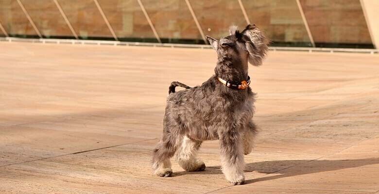 Dashi Coleira Stripes³ - Orange & Black