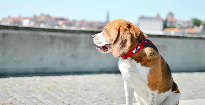 Dashi Coleira Vintage Betty 1