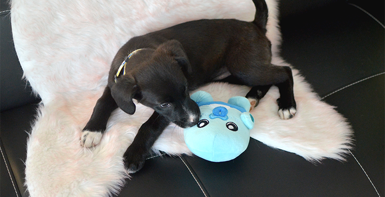 Dashi Peluche Albu