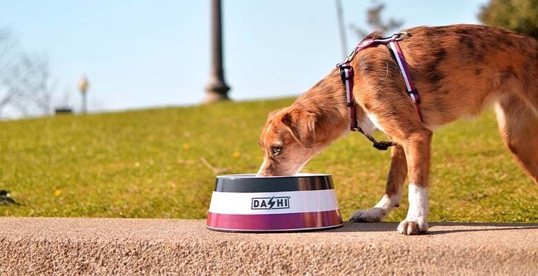 Dashi Stripes³ Bowl - Purple & Black