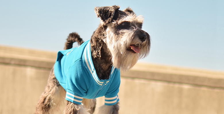 Dashi Sweatshirt Popeye - Azul