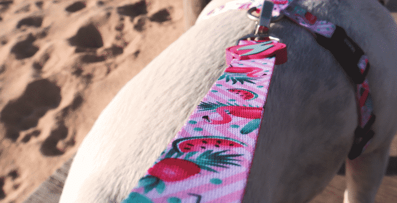 Dashi Trela Flamingo