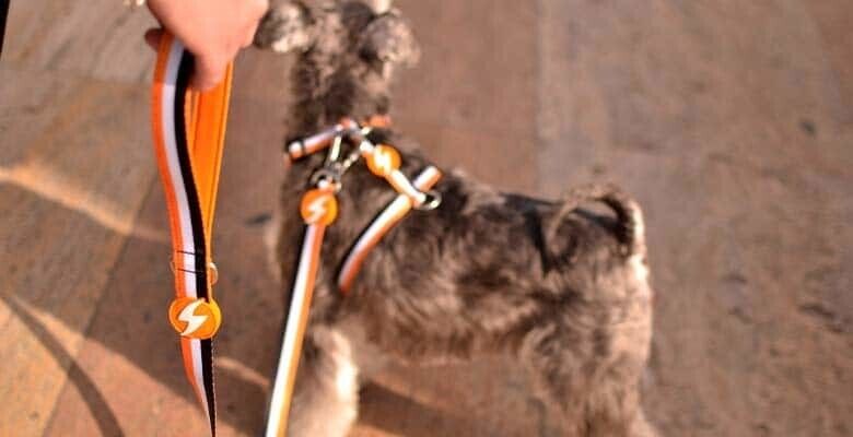 Dashi Trela Stripes³ - Orange & Black