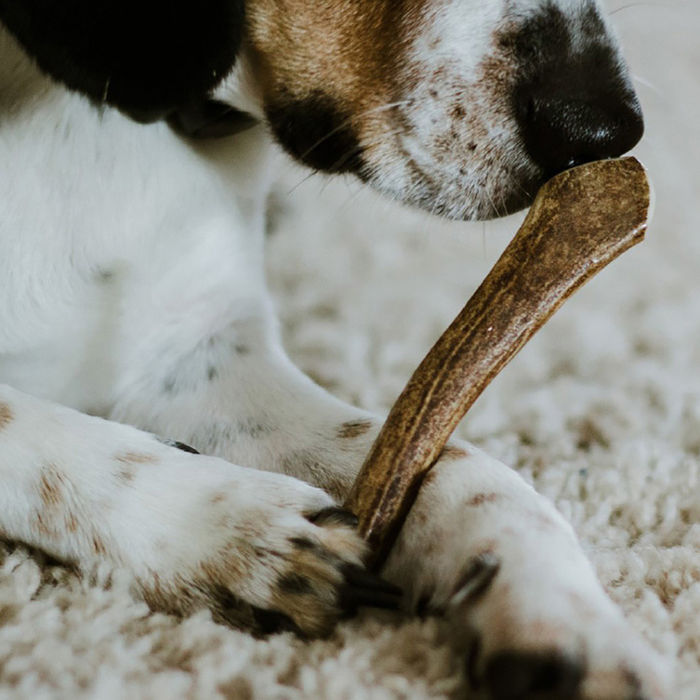 Haste de Veado - My Dog Chewz