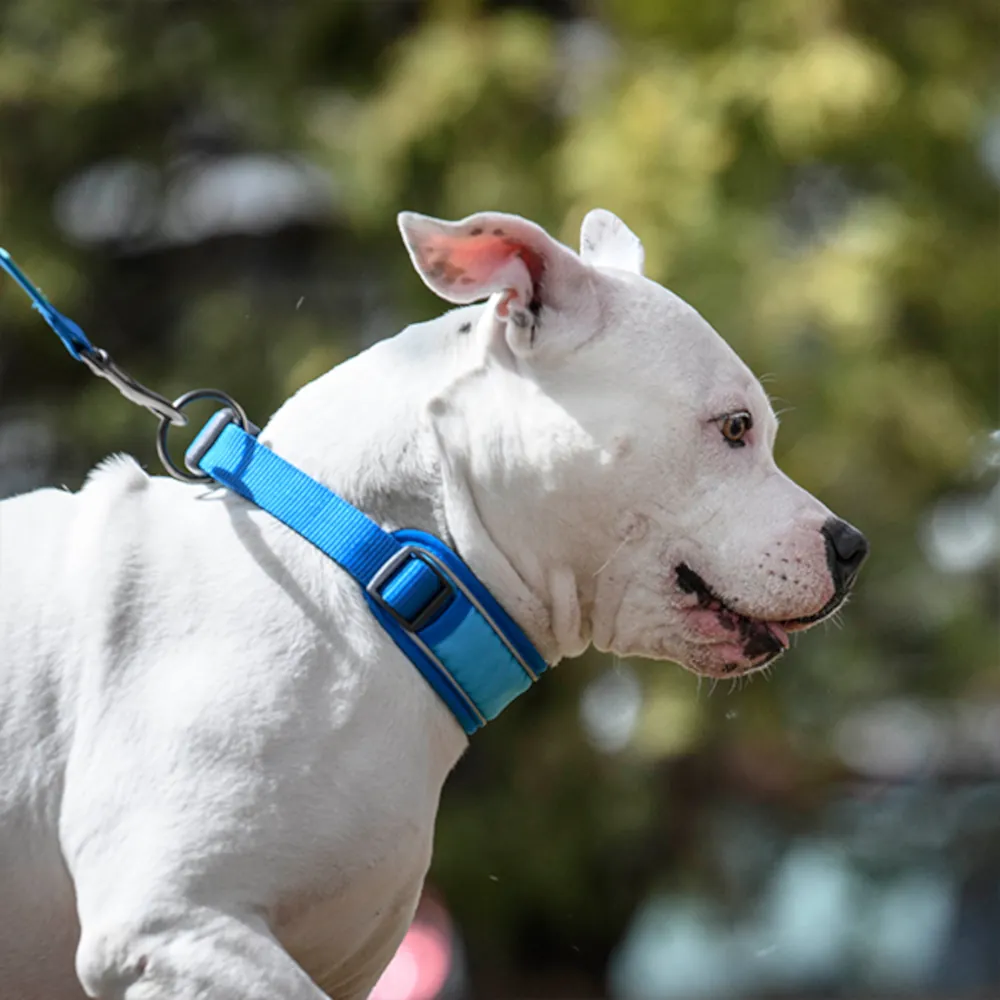 Trela Cool Pro Tech - Freedog