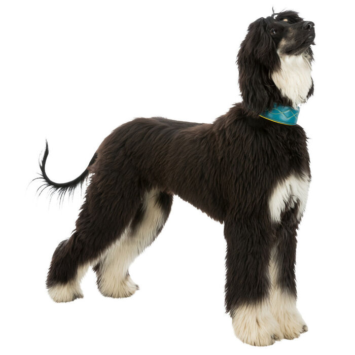 Coleira Active Comfort em Pele para Galgo - Trixie