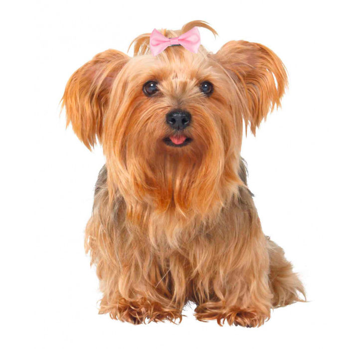 10 Ganchos para Yorkshire Terrier - Trixie
