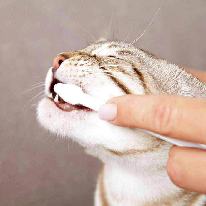 Conjunto Higiene Dentária para Gatos - Trixie