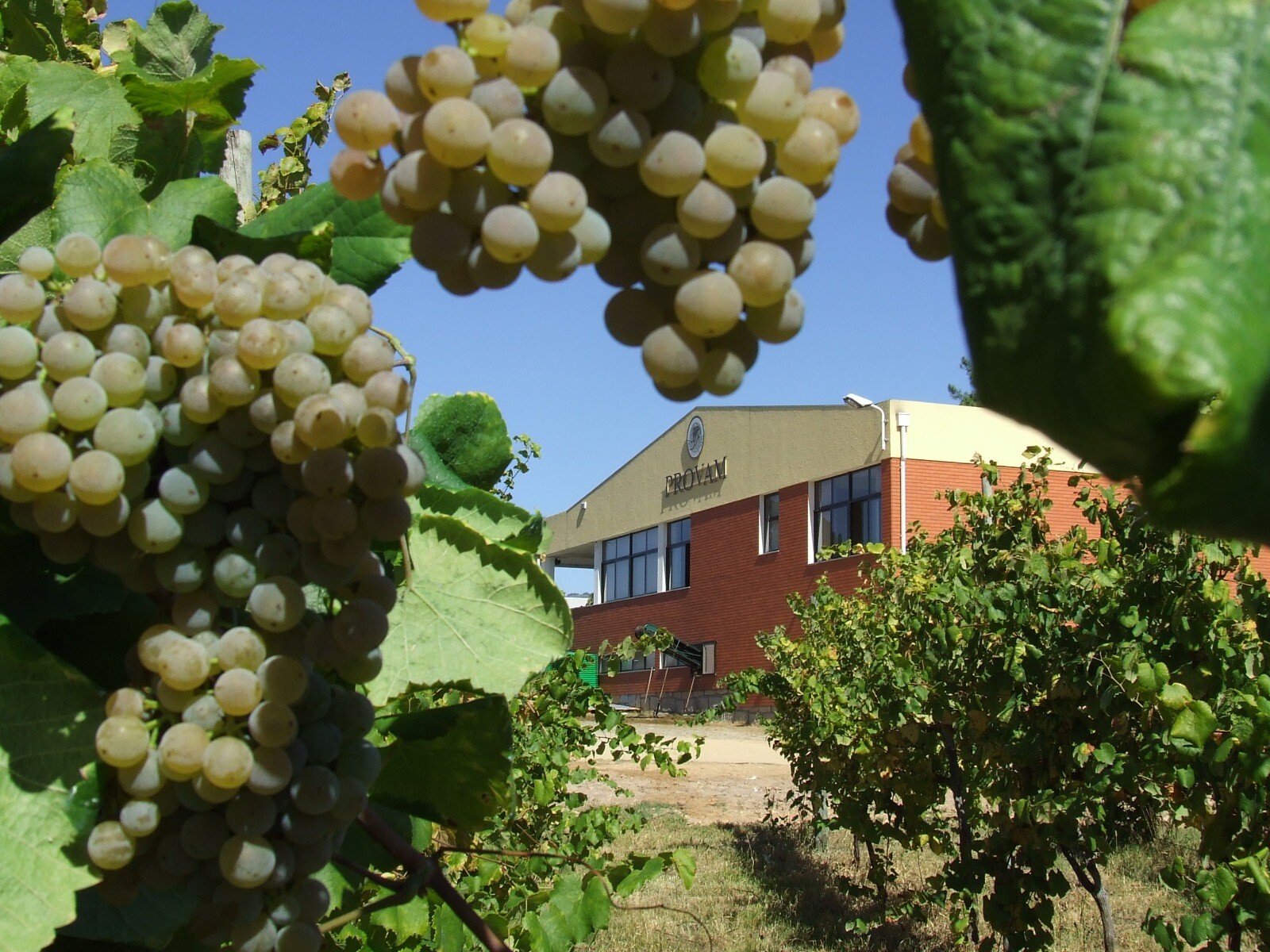 website image