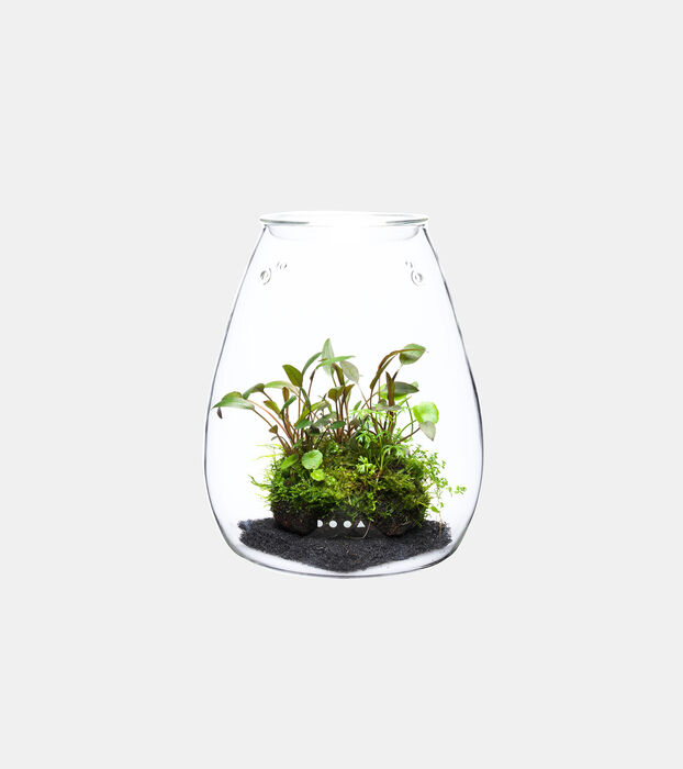 Glass Pot SHIZUKU