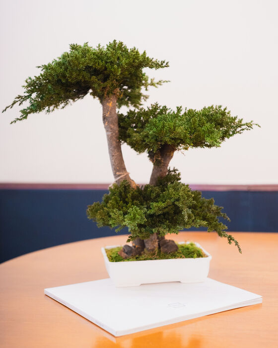 BONSAI SAIHOJI