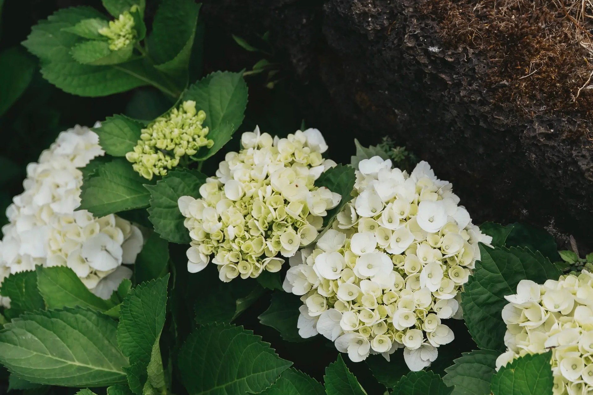 website image