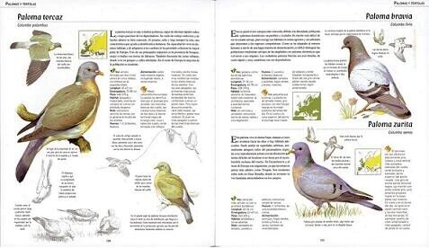 Atlas Ilustrado De Las Aves De España Y Europa - pág.130/131
