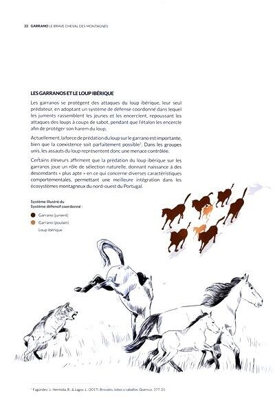 Garrano - amostra pag.11