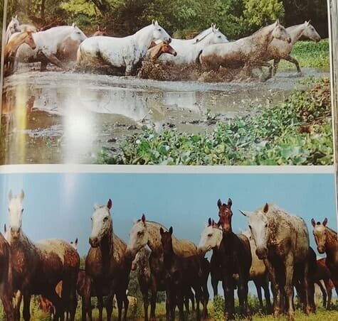 Cavalo Lusitano (pag,99)