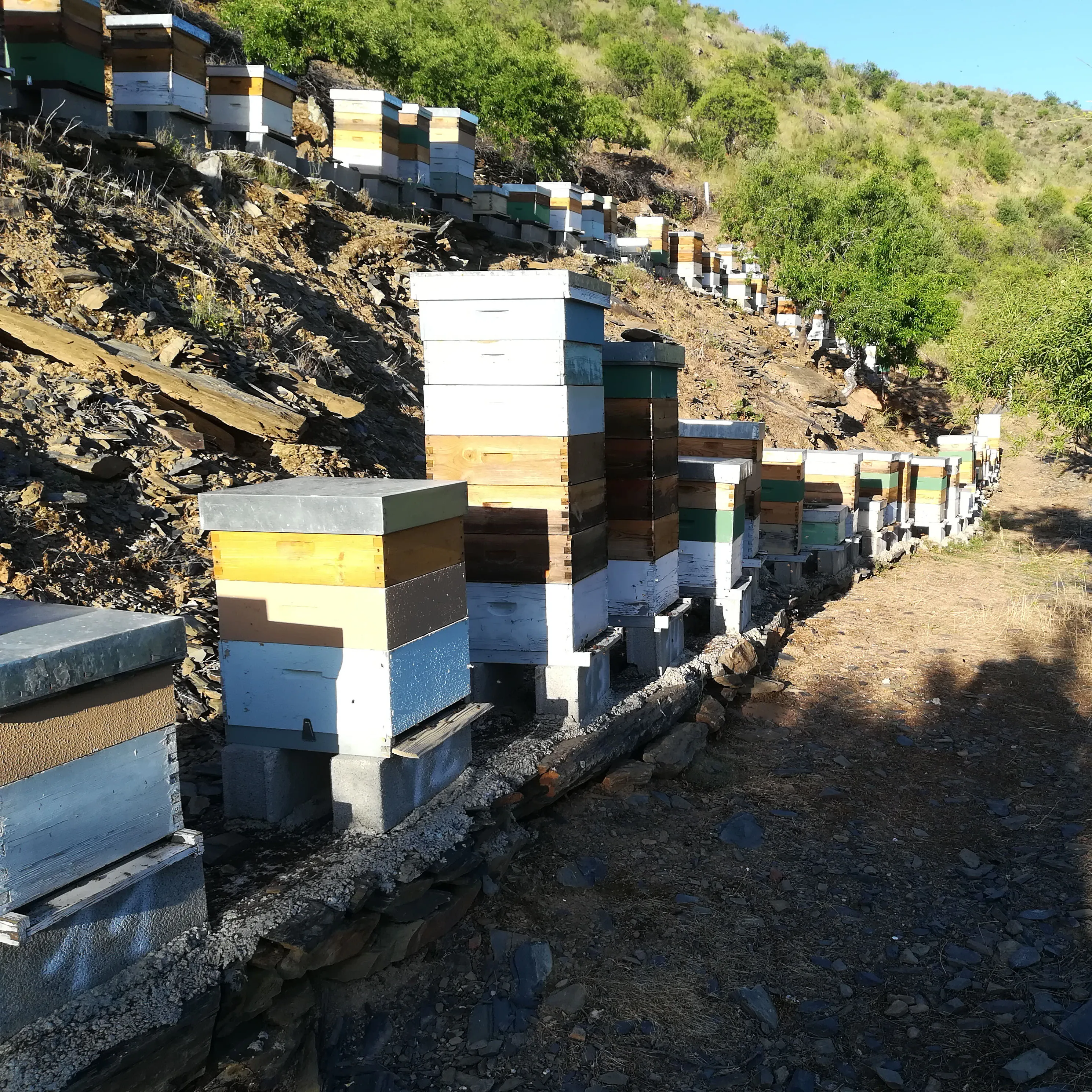 Apiário Quinta da Patela