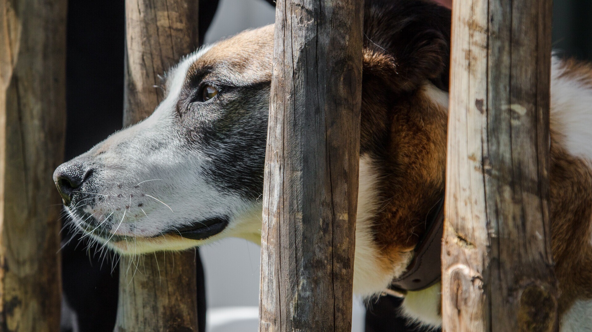 Sobreiras Alentejo Country Hotel - Pet Friendly