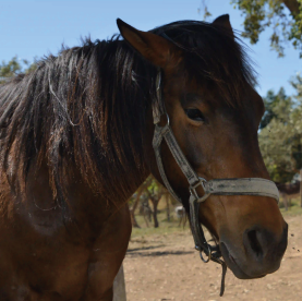Sobreiras Alentejo Country Hotel - Pet Friendly