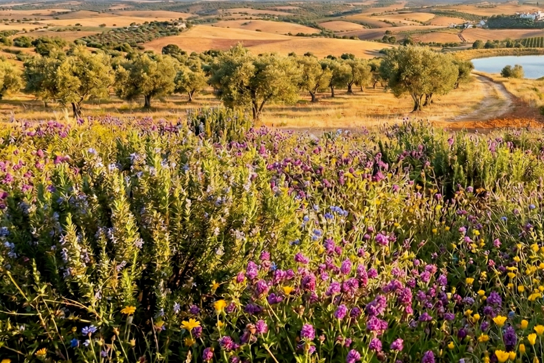 website image