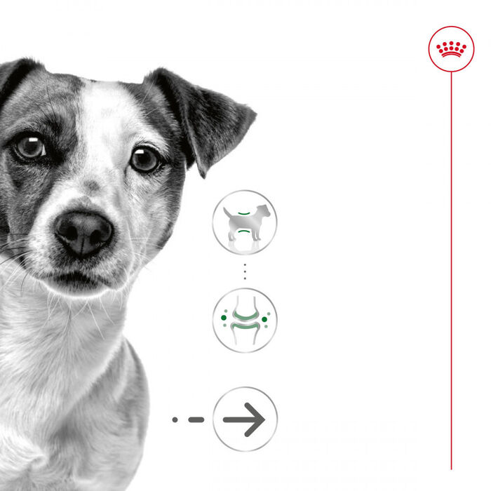 Royal Canin Mini Ageing (Patê) 12 X 195 Gr