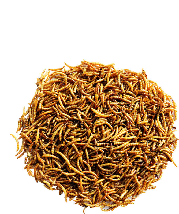 Mealworms 300 g