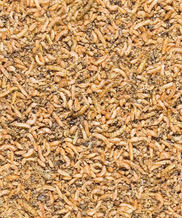 Insect Mix 250 g