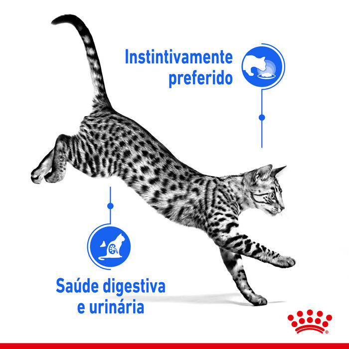 Royal Canin Indoor (Molho) 12 X 85 Gr