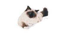 Royal Canin Hairball Care 2 Kg