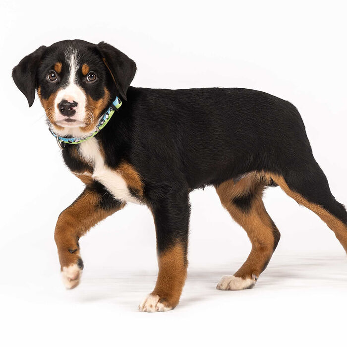 Max & Molly - Coleira C/ Id Tag Black Sheep (Tam. L)