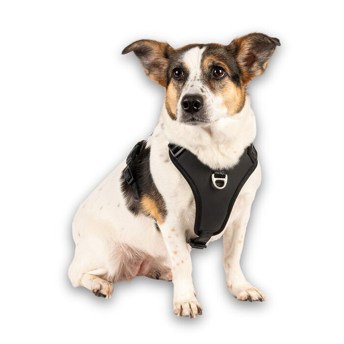 Max & Molly - Peitoral Sport Matrix 2.0 Black (Tam. S)