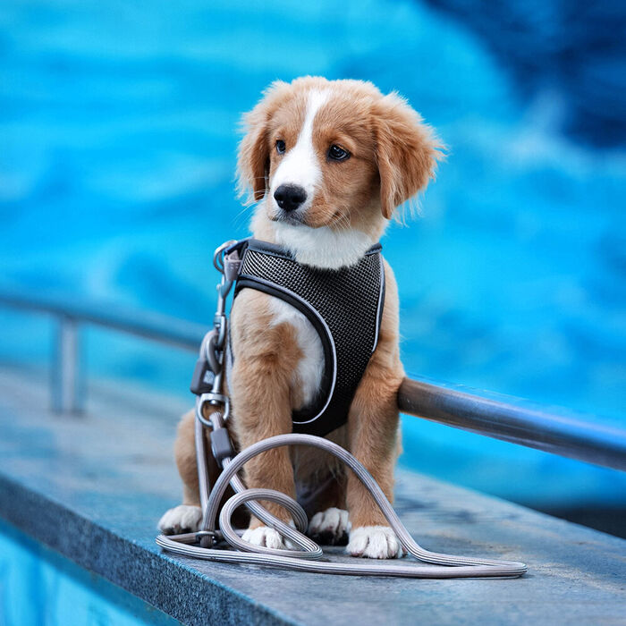 Max & Molly - Peitoral Air-Vest Matrix 2.0 Black (Tam. M)