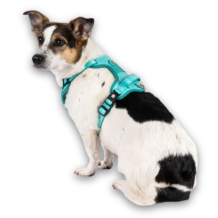 Max & Molly - Peitoral Sport Matrix 2.0 Turquoise (Tam.Xl)