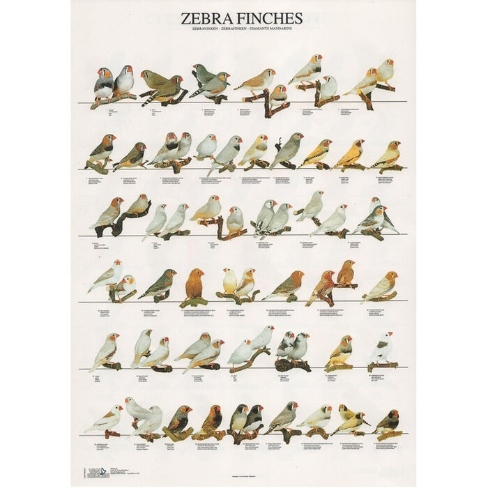 Poster Mandarins Laminado A4