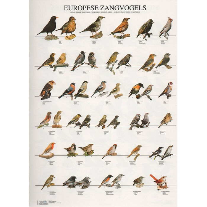 Poster Aves De Canto Da Europa Laminado A4
