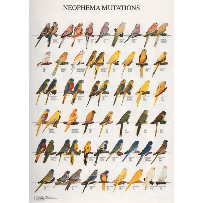 Poster Neophemas/Bourks Laminado A4