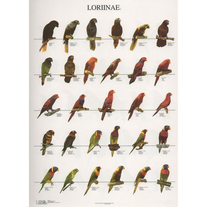 Poster Lories 1 Laminado A4