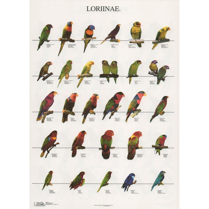 Poster Lories 2 (Loriinae 2)