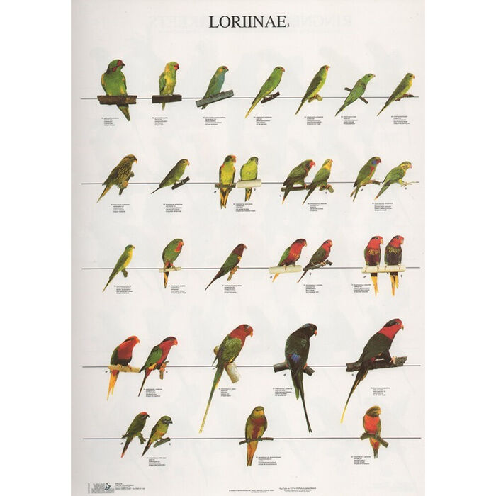 Poster Lories 3 Laminado A4