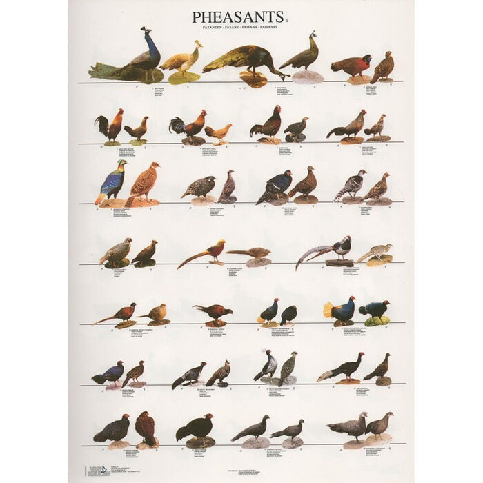 Poster Faisoes 1 Laminado A4