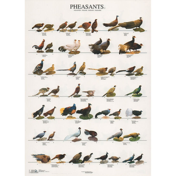 Poster Faisoes 2 Laminado A4