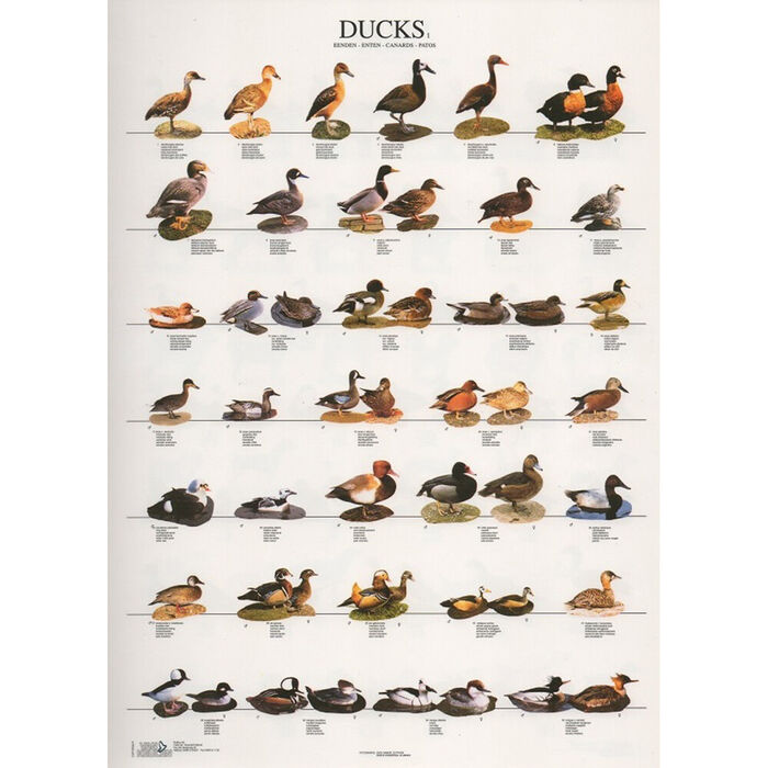 Poster Patos 1 Laminado A4