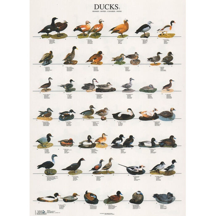 Poster Patos 2 Laminado A4