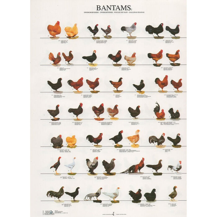Poster Galinhas De Exibiçao 2 Laminado A4