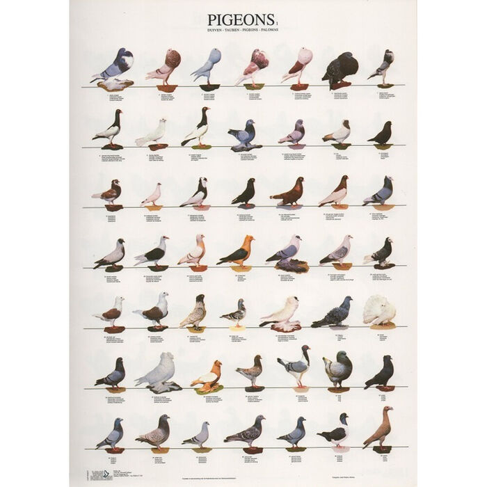 Poster Pombos 1 Laminado A4