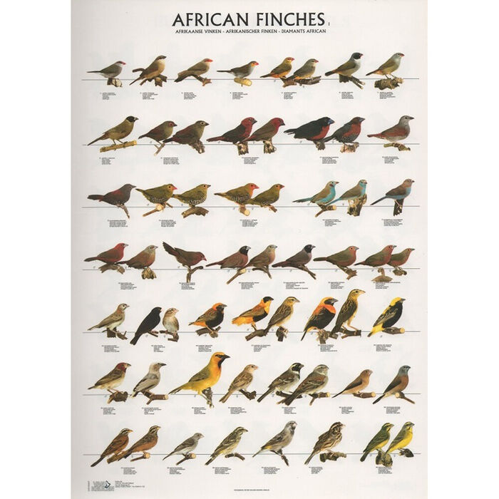 Poster Diamantes Africanos 1 Laminado A4